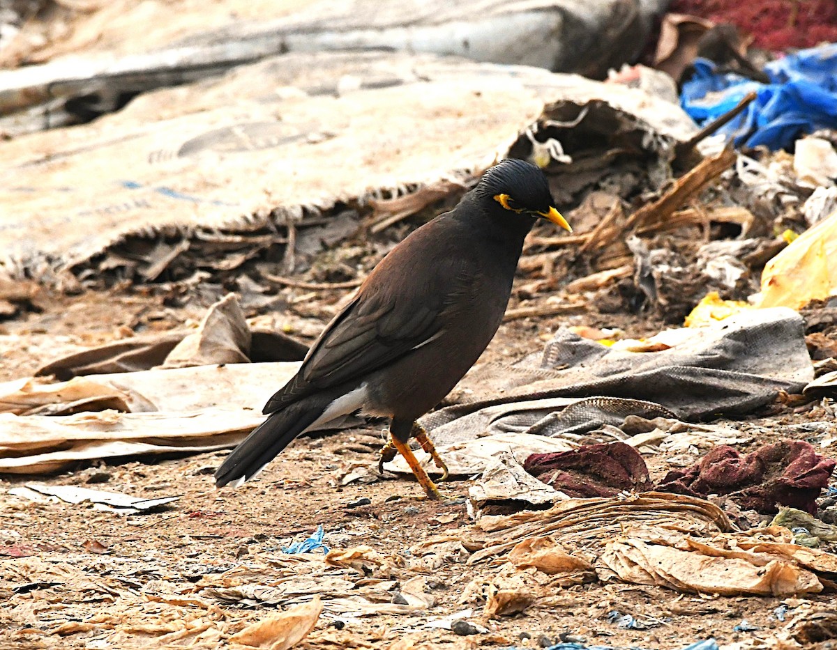 majna obecná - ML645382683