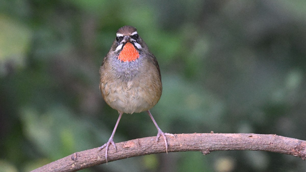 slavík Kalliopin - ML645382685