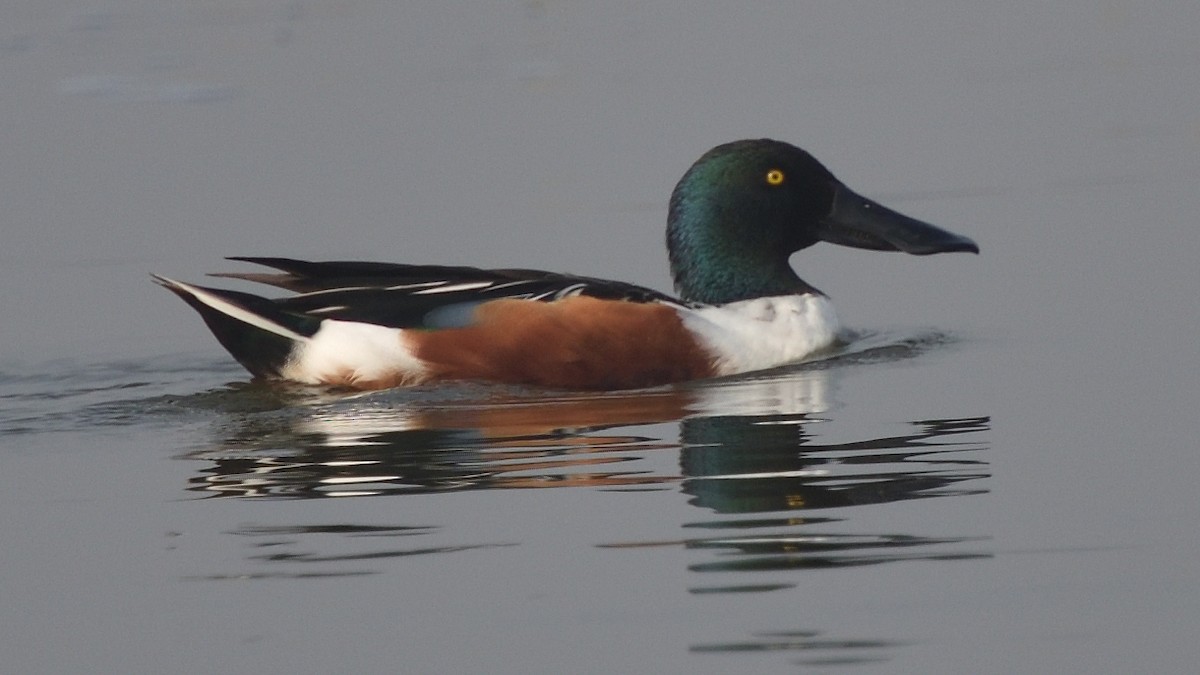 lžičák pestrý - ML645382688