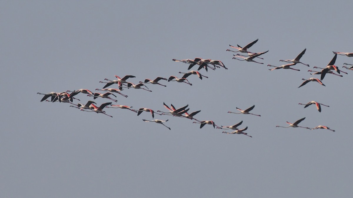 plameňák růžový - ML645382690