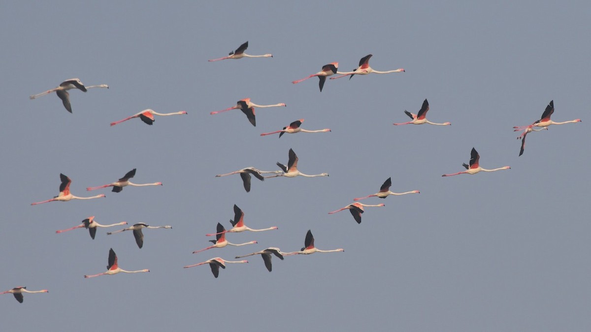 plameňák růžový - ML645382692