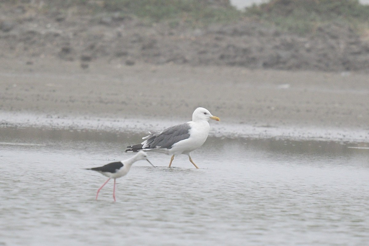 racek žlutonohý - ML645382694