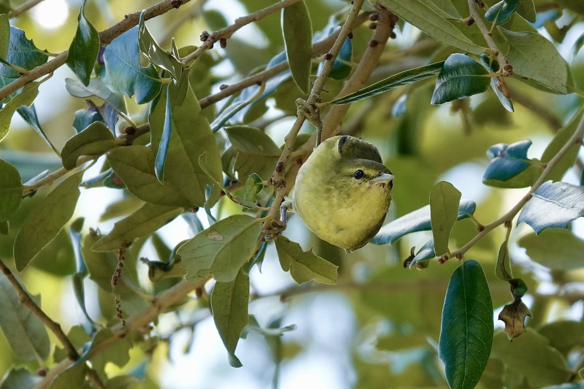 Tennessee Warbler - ML645382695