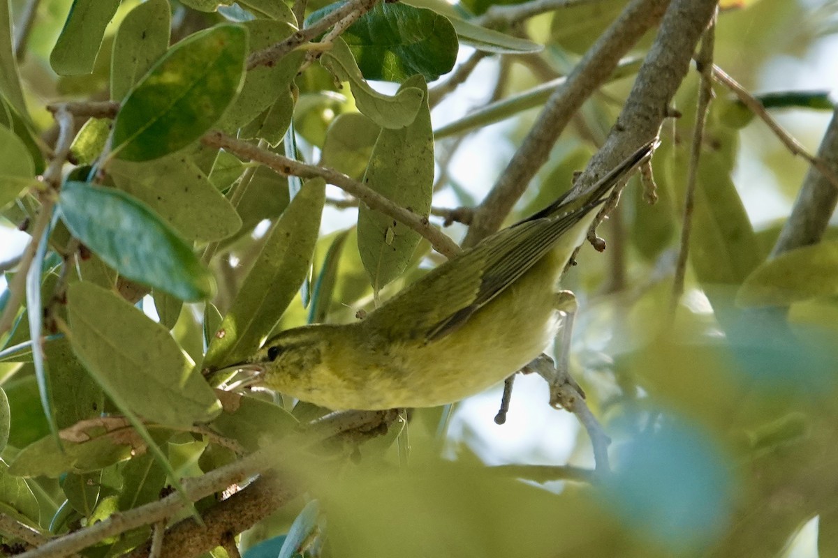 Tennessee Warbler - ML645382696