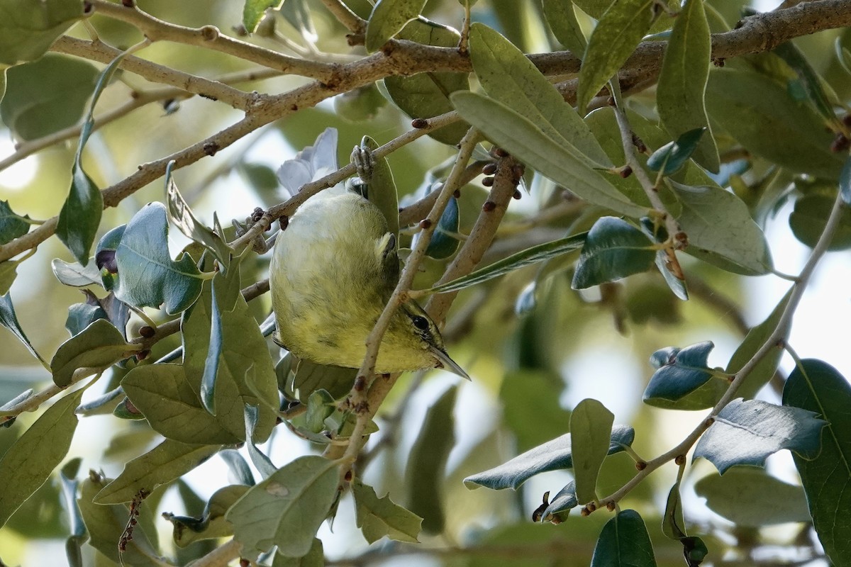 Tennessee Warbler - ML645382697