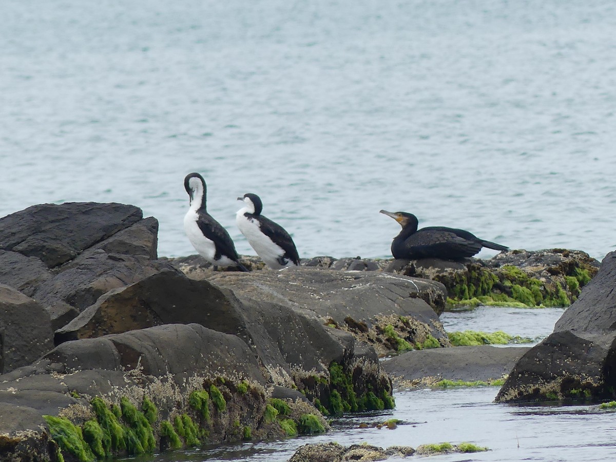 kormorán tasmánský - ML645382700