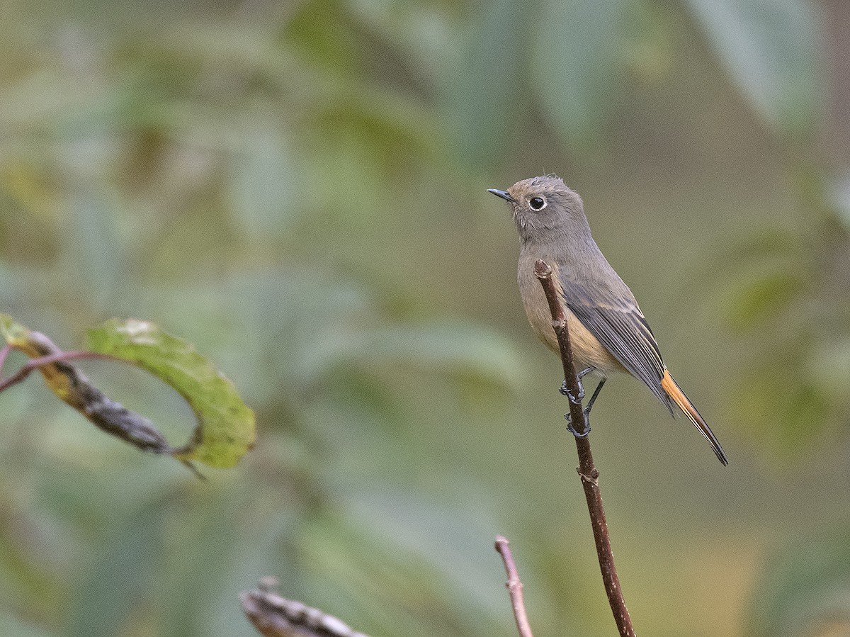 藍額紅尾鴝 - ML645382705