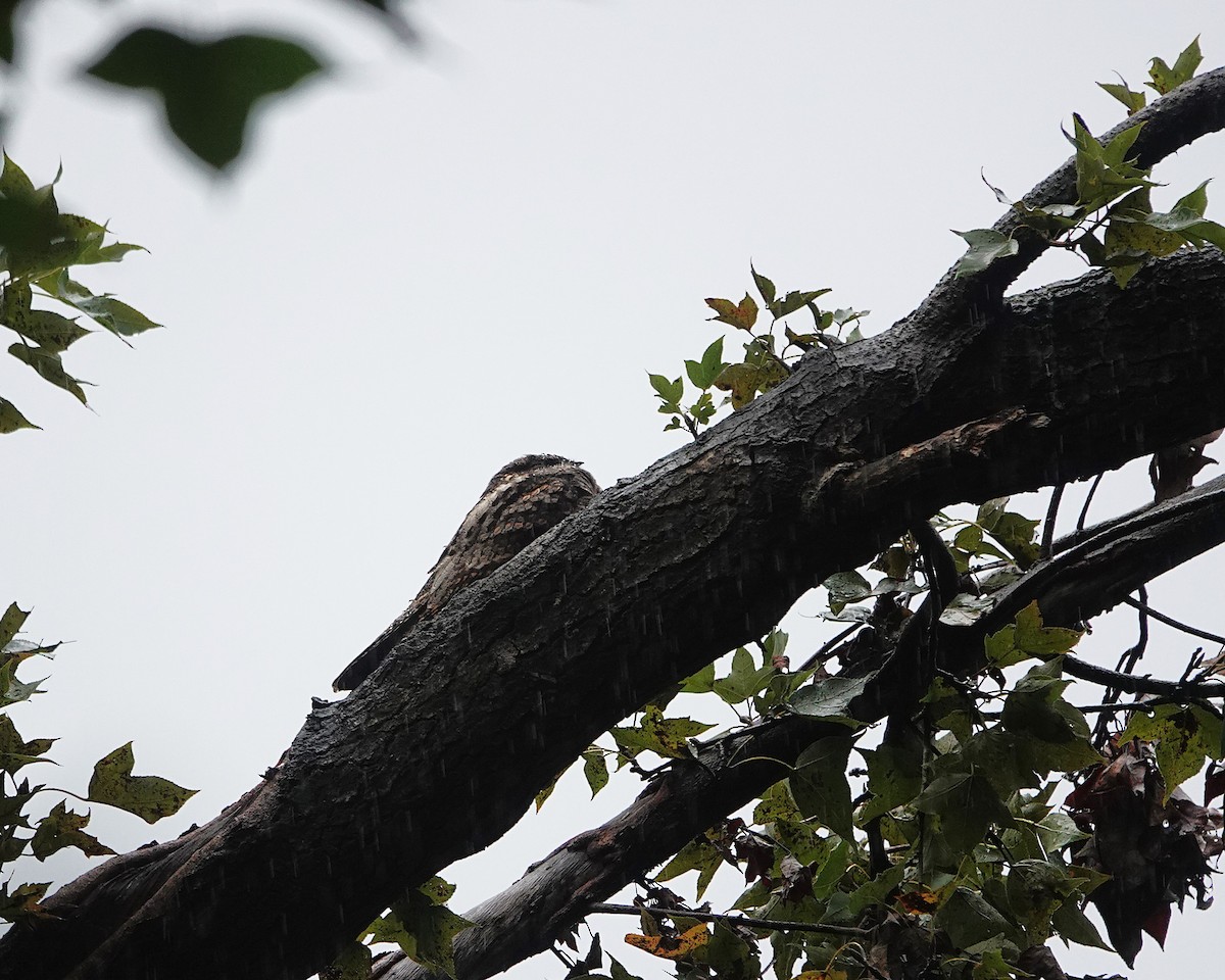 Gray Nightjar - ML645382706