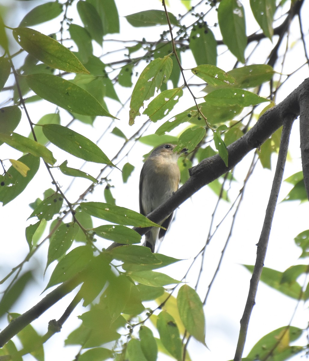 Taiga Flycatcher - ML645382707