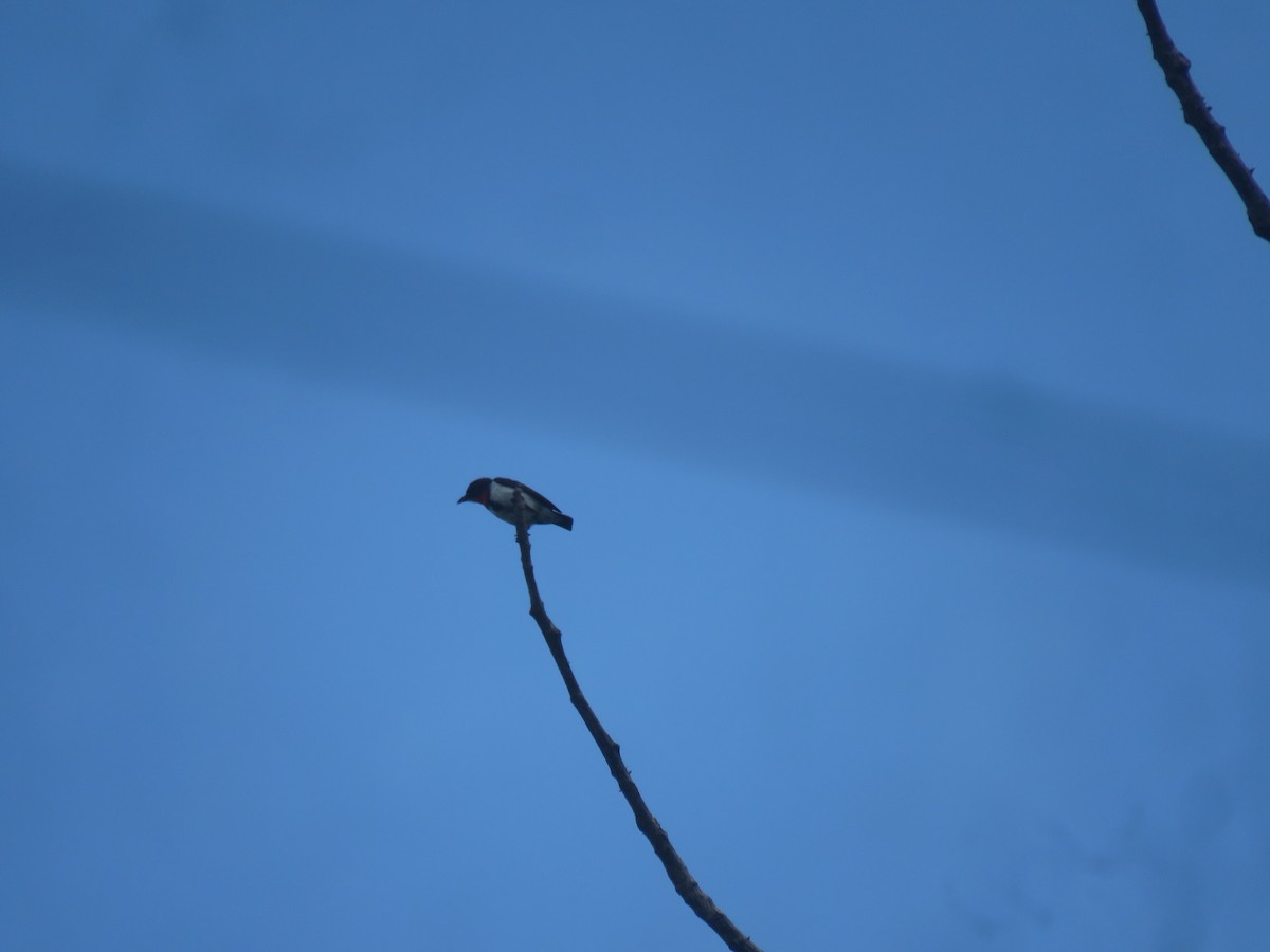 Red-chested Flowerpecker - ML645382708