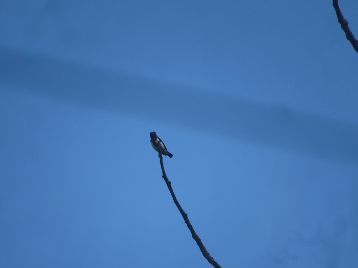 Red-chested Flowerpecker - ML645382709