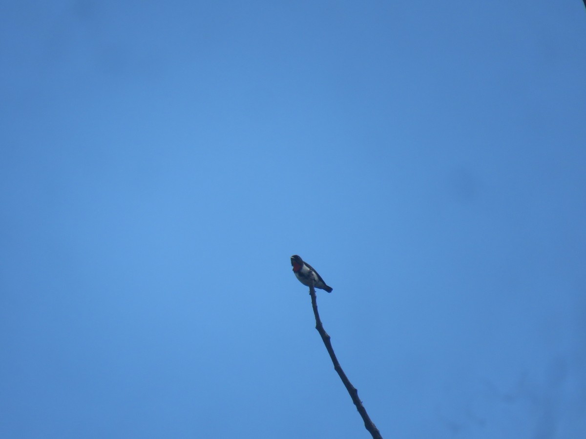 Red-chested Flowerpecker - ML645382710