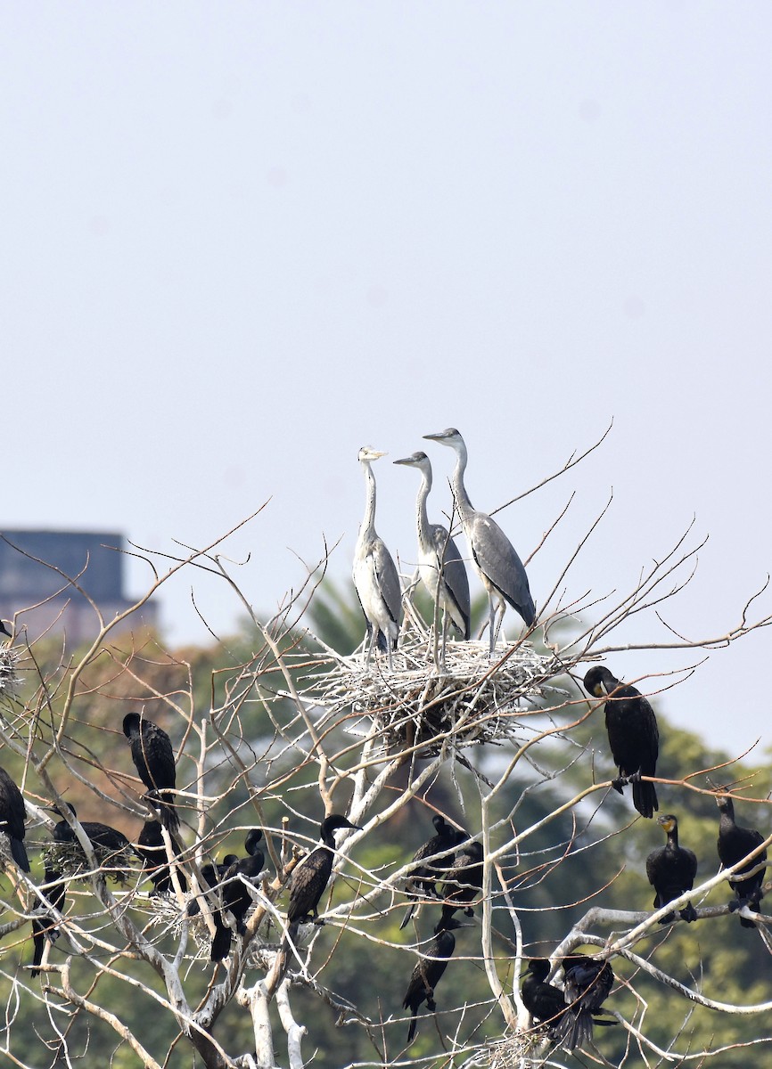 Gray Heron - ML645382711