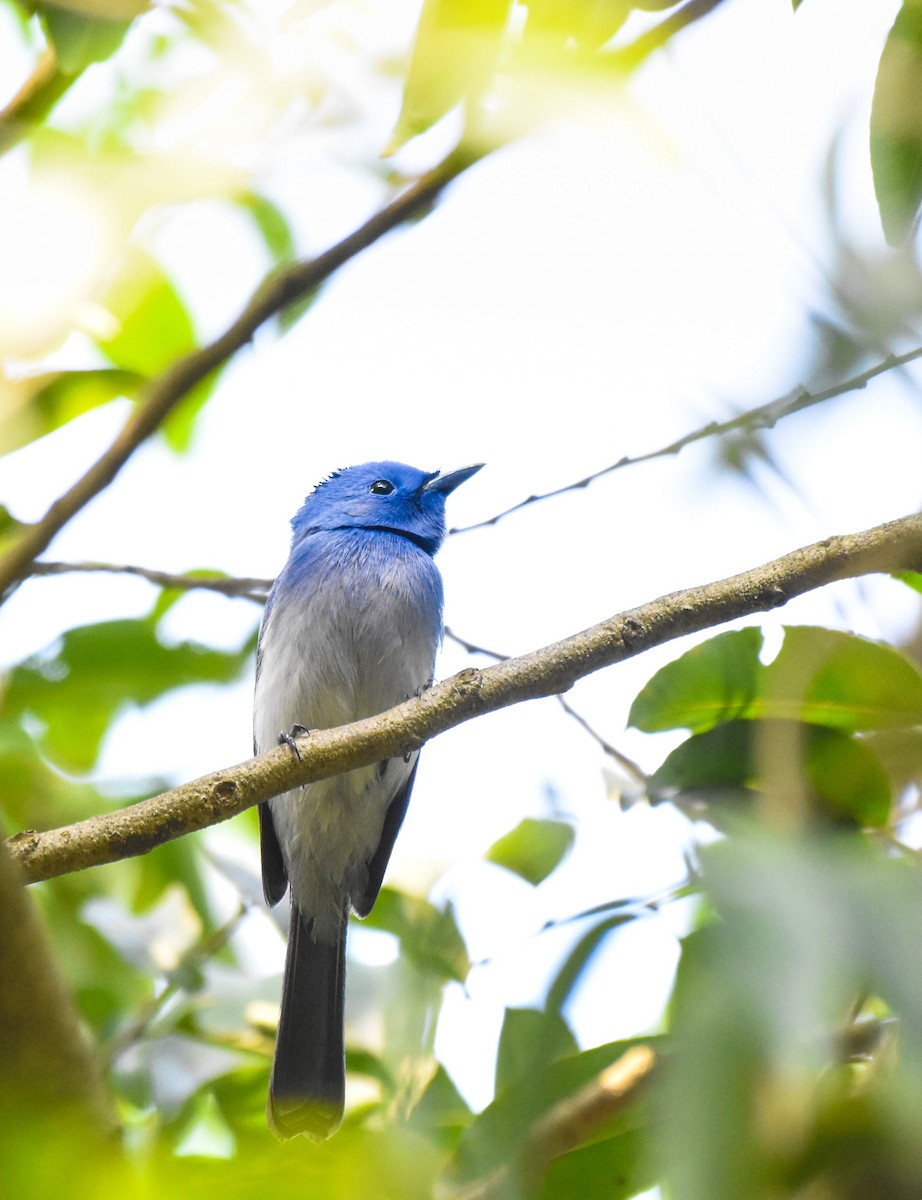 Black-naped Monarch - ML645382712