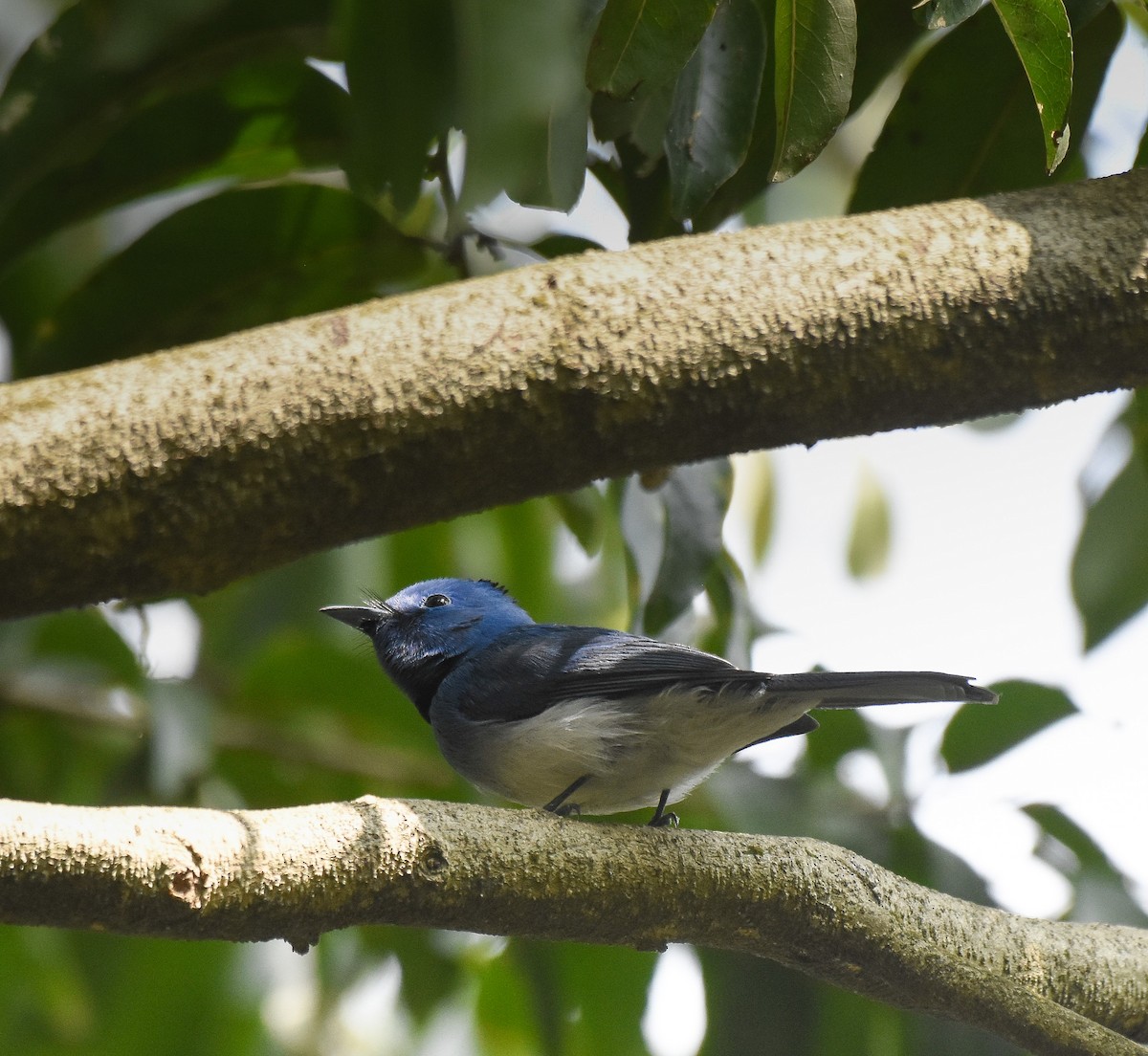 Black-naped Monarch - ML645382713