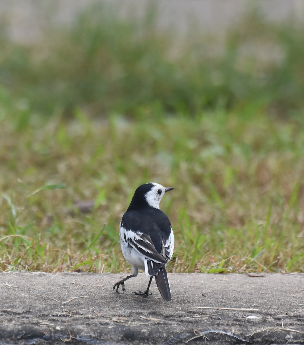 White Wagtail - ML645382714