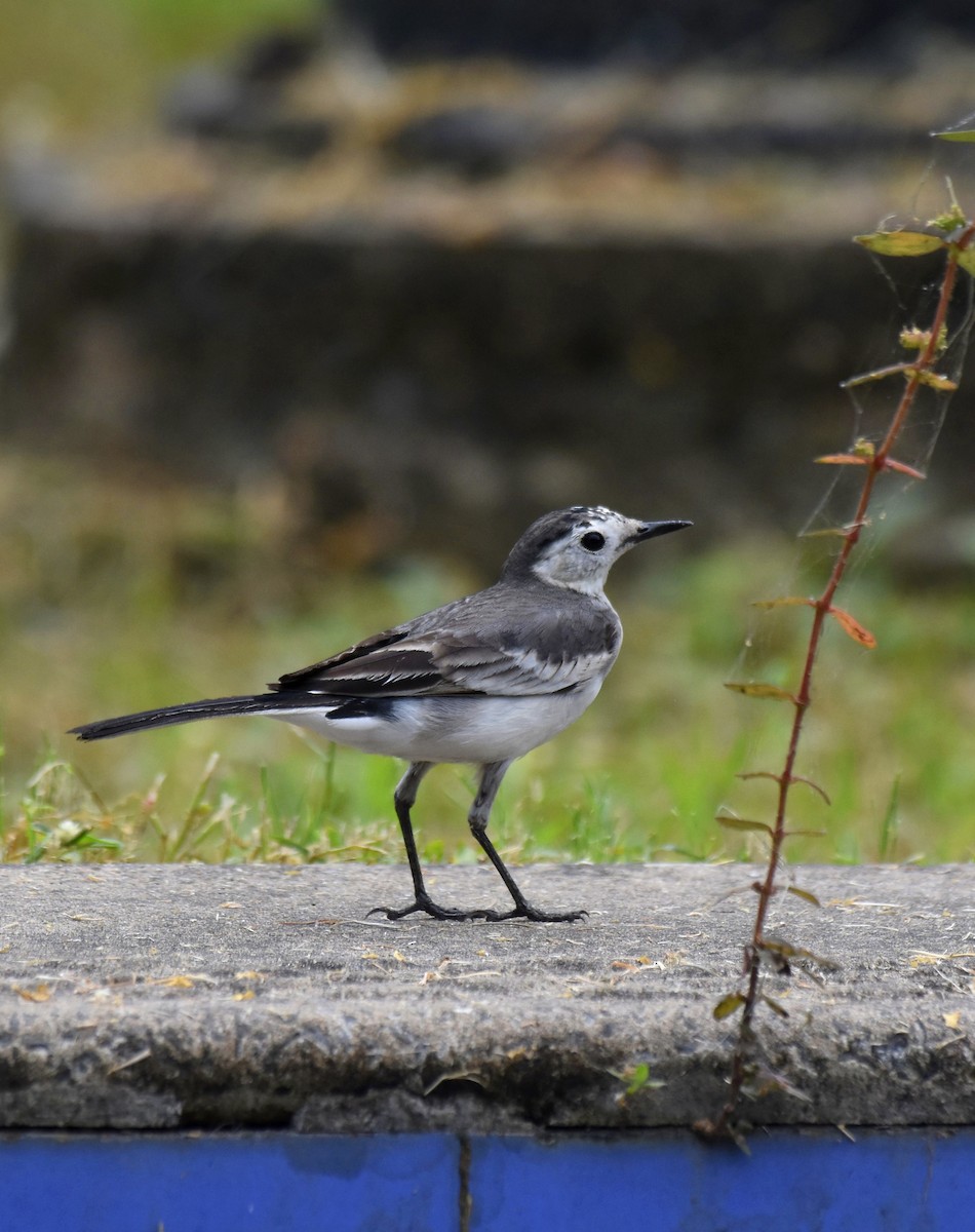 White Wagtail - ML645382715