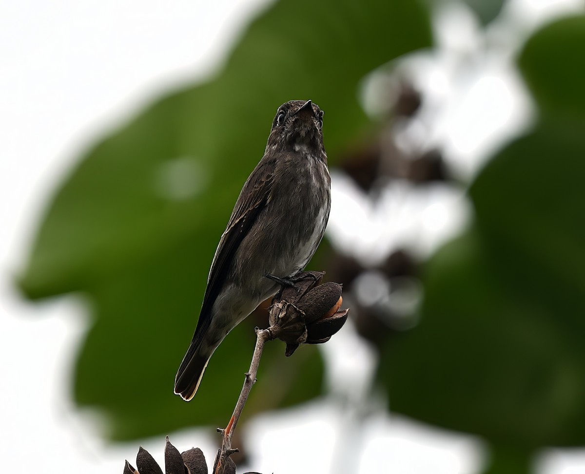 Dark-sided Flycatcher - ML645382716