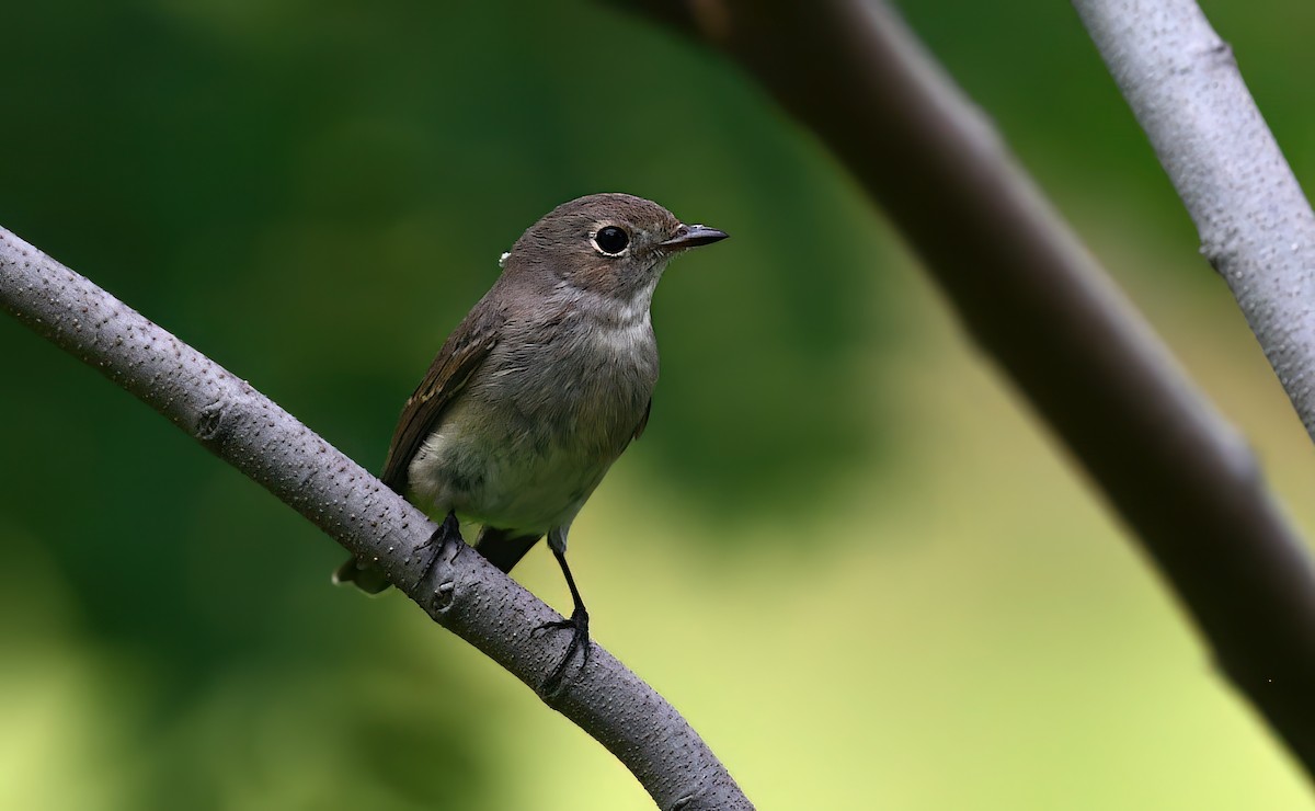 Taiga Flycatcher - ML645382718