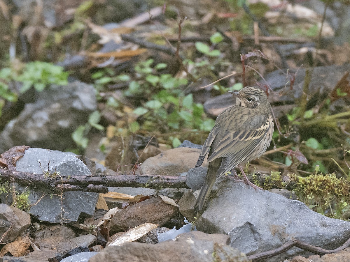 樹鷚 - ML645382719