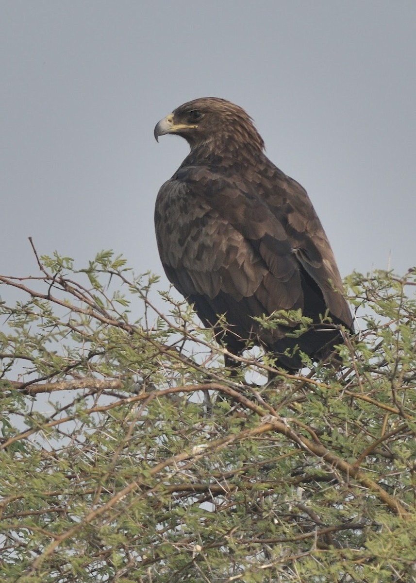 Steppe Eagle - ML645382720