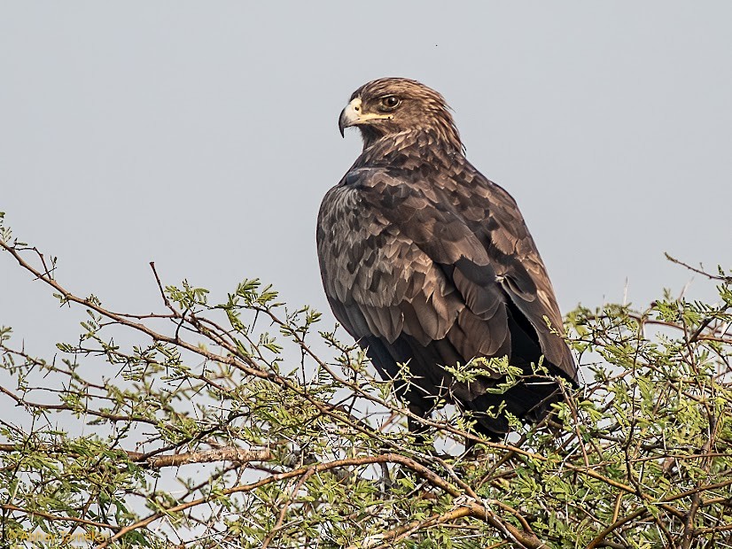 Steppe Eagle - ML645382721