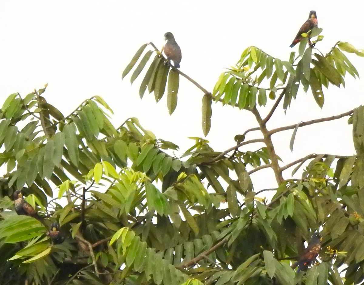 Bronze-winged Parrot - ML645382722