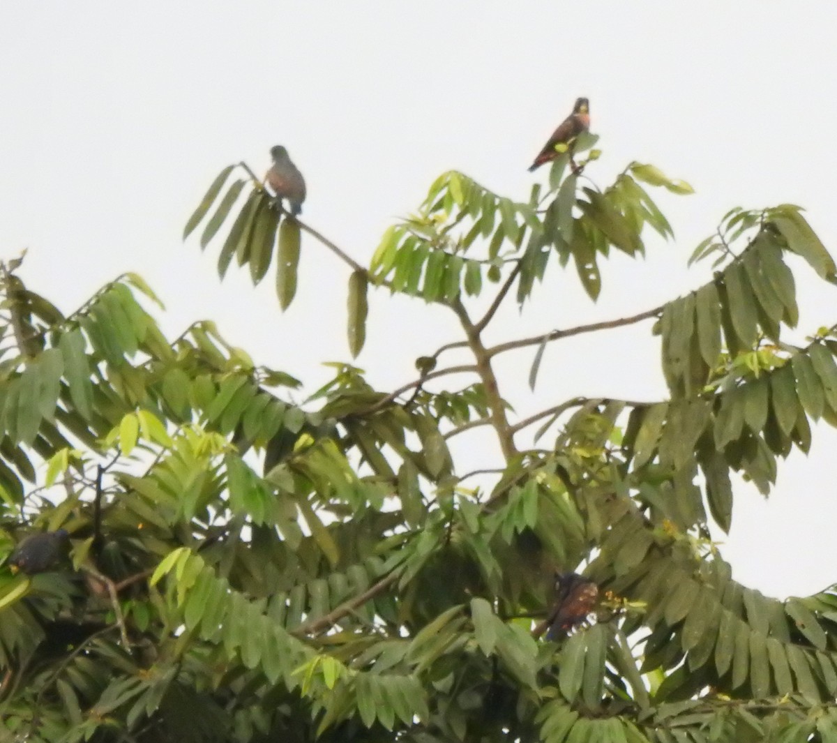 Bronze-winged Parrot - ML645382723