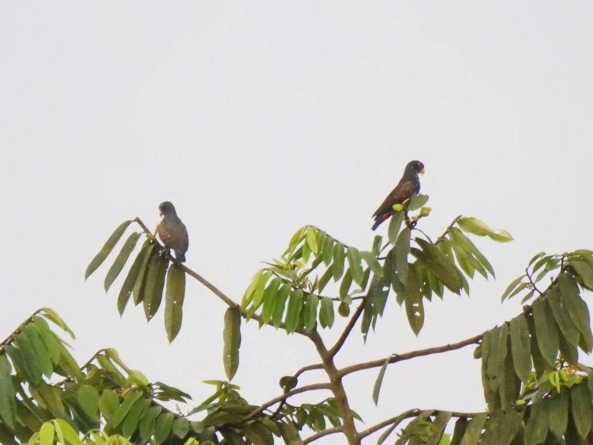 Bronze-winged Parrot - ML645382724