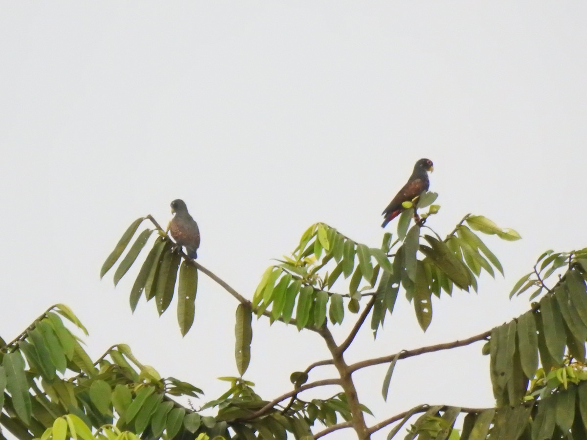 Bronze-winged Parrot - ML645382725