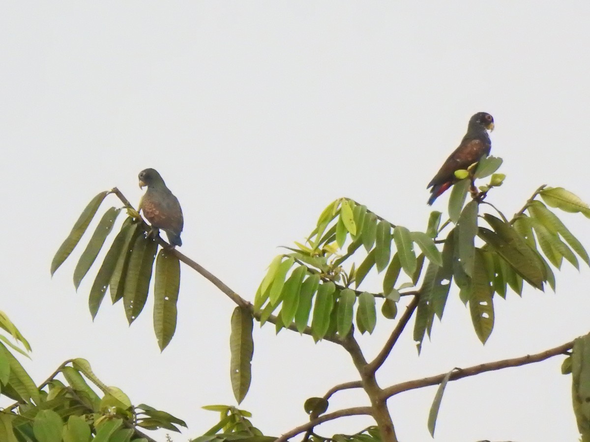 Bronze-winged Parrot - ML645382726