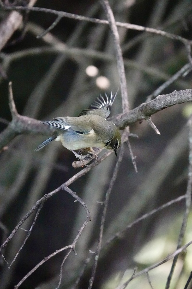 Black-throated Blue Warbler - ML645382729