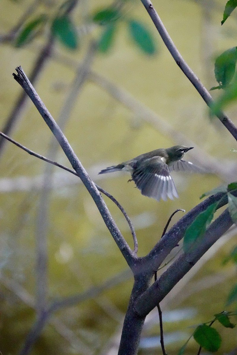 Black-throated Blue Warbler - ML645382730