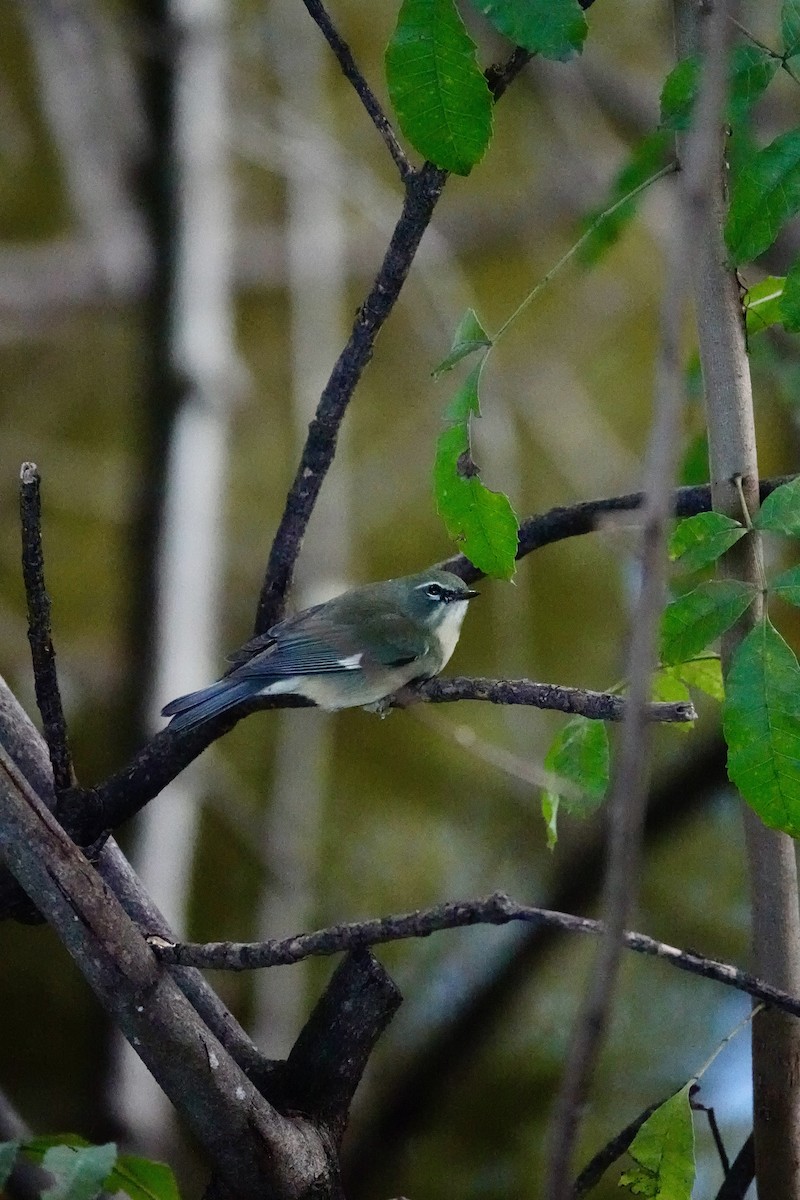 Black-throated Blue Warbler - ML645382731