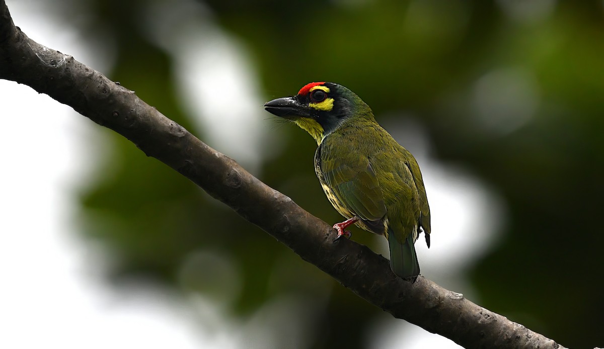 Coppersmith Barbet - ML645382732