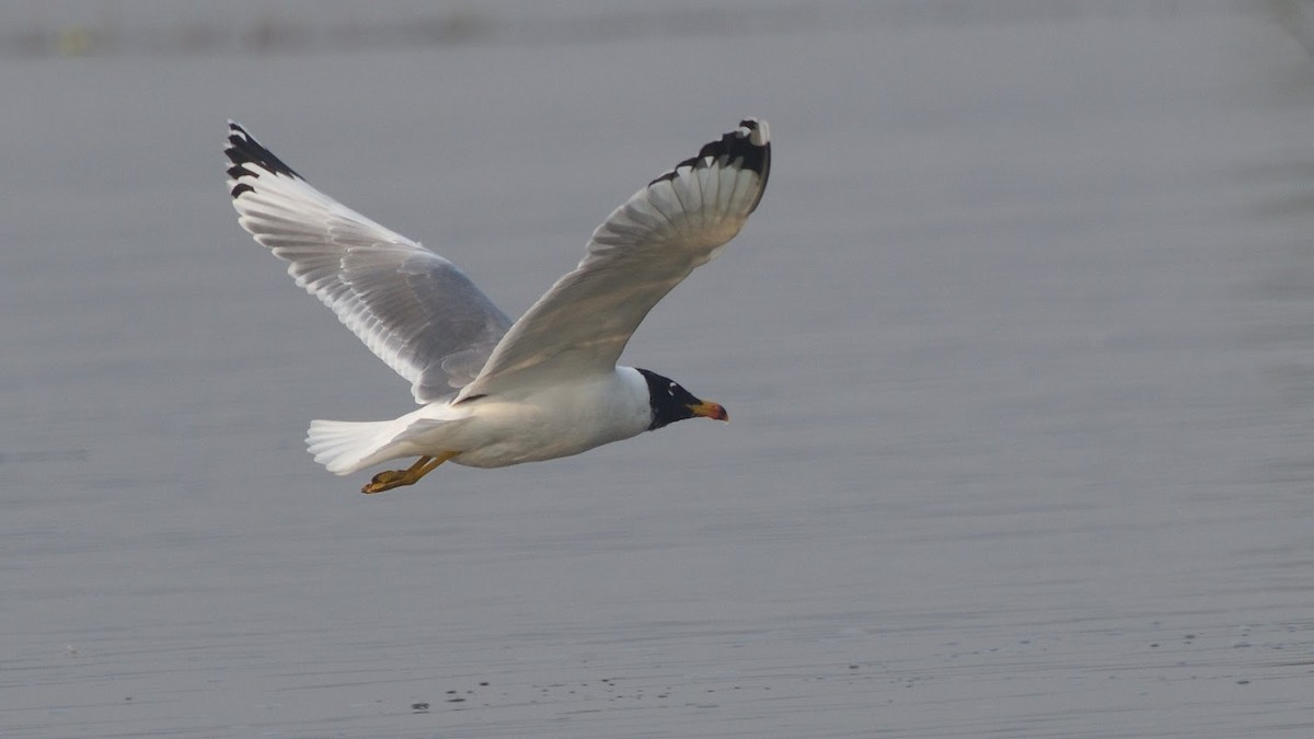 Pallas's Gull - ML645382733