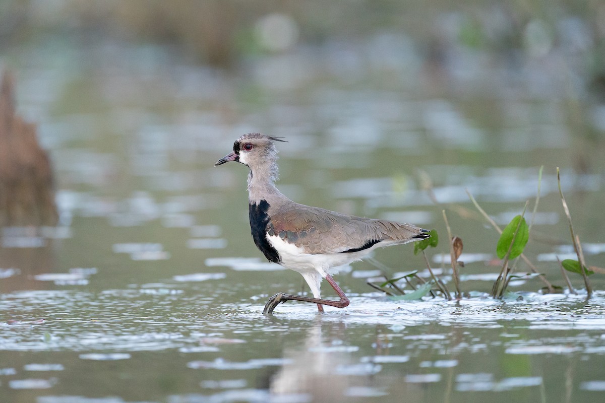 Чайка чилійська (підвид cayennensis) - ML645382738