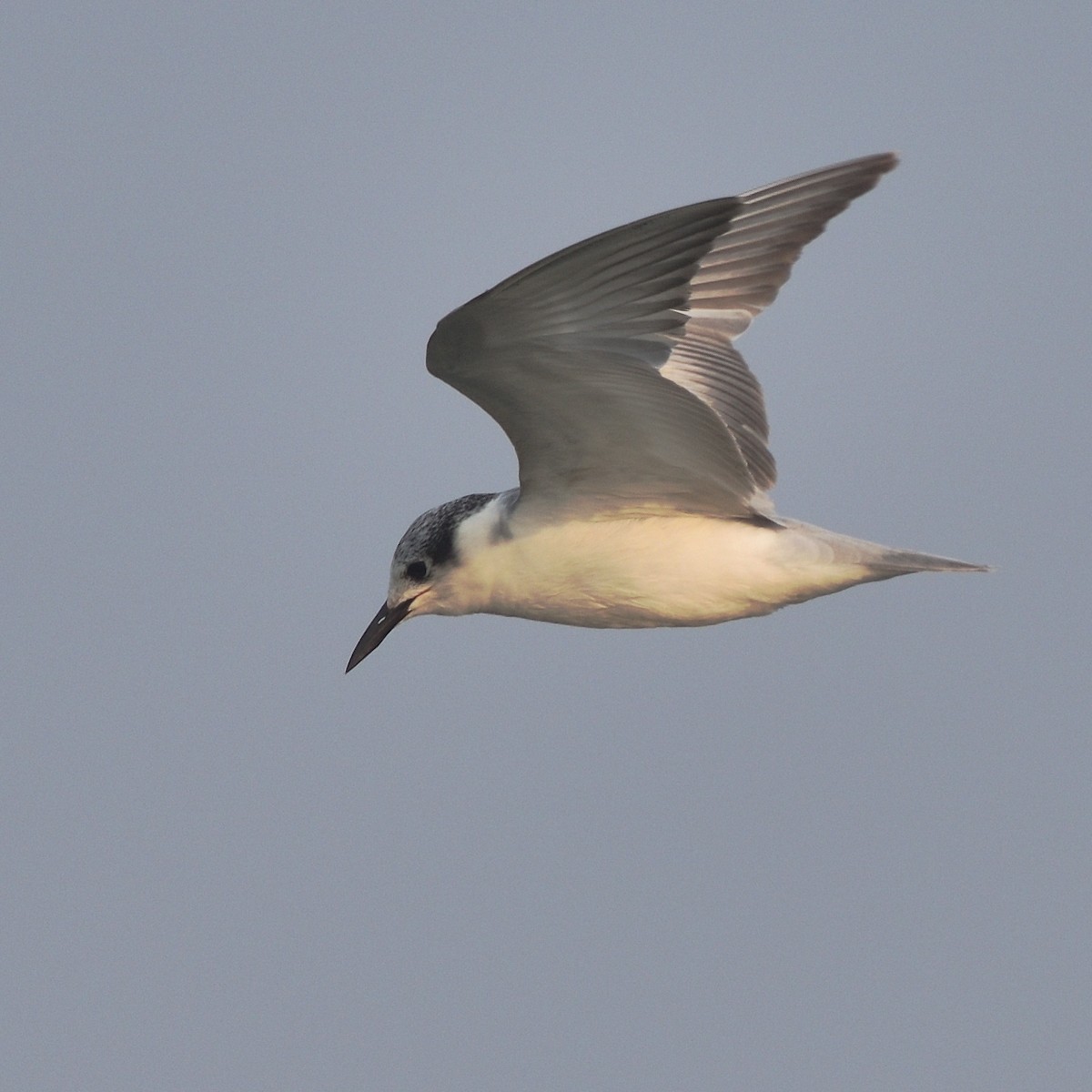 Whiskered Tern - ML645382744