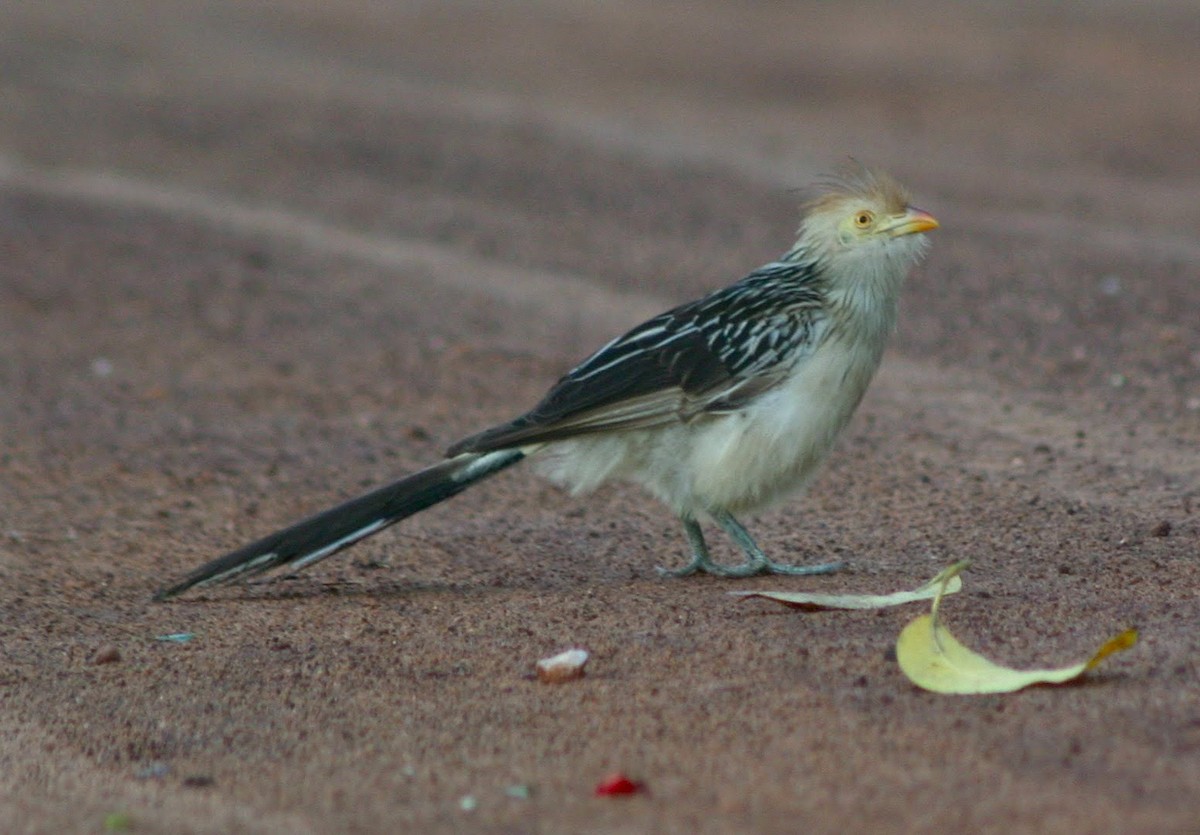 Guira Cuckoo - ML645382747