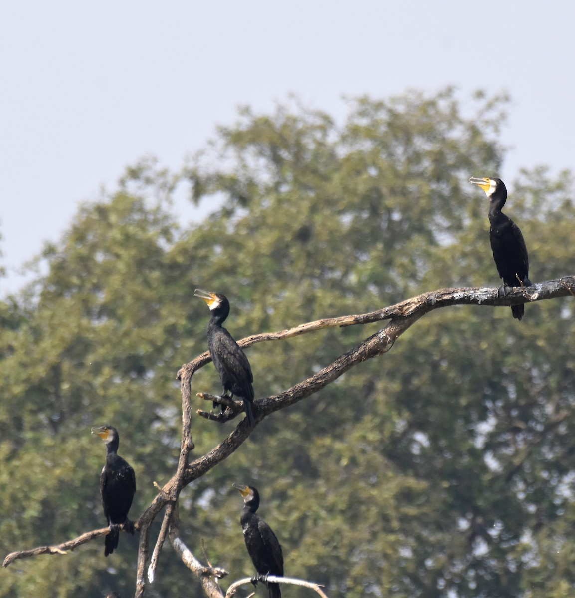 Great Cormorant - ML645382772