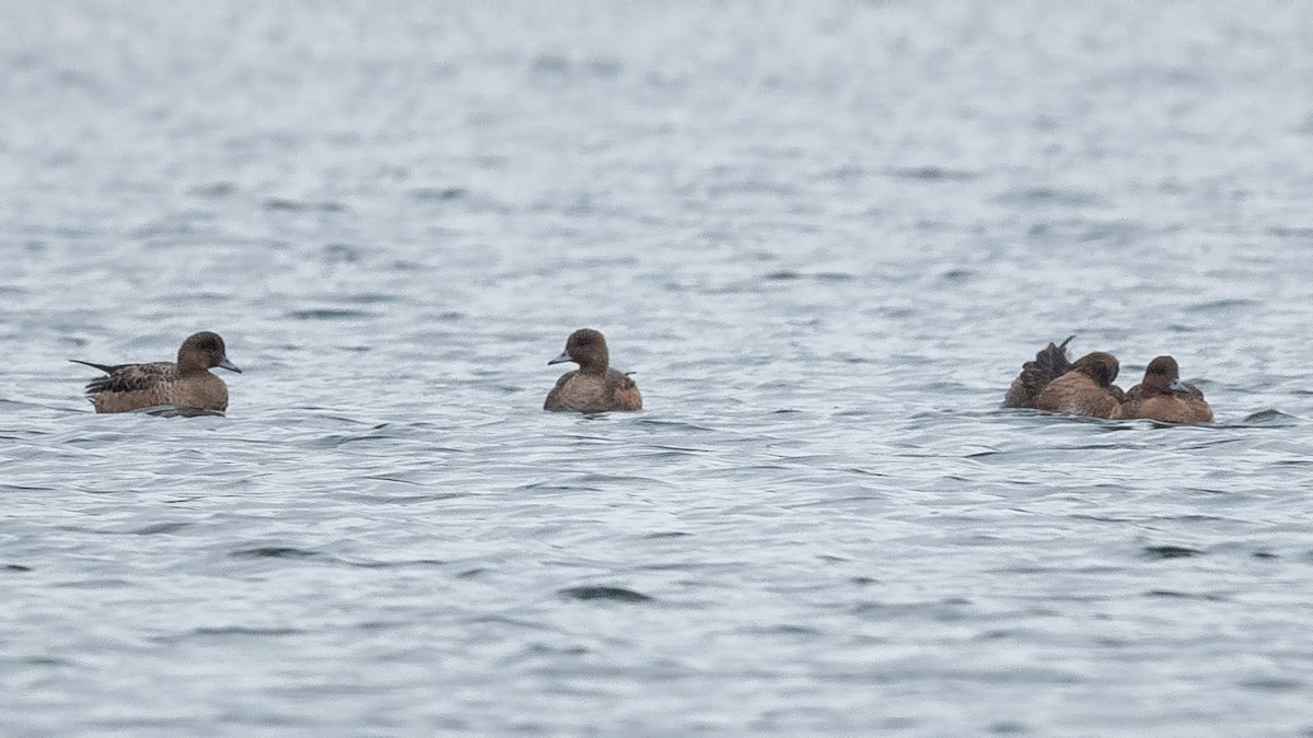 hvízdák eurasijský - ML645382773