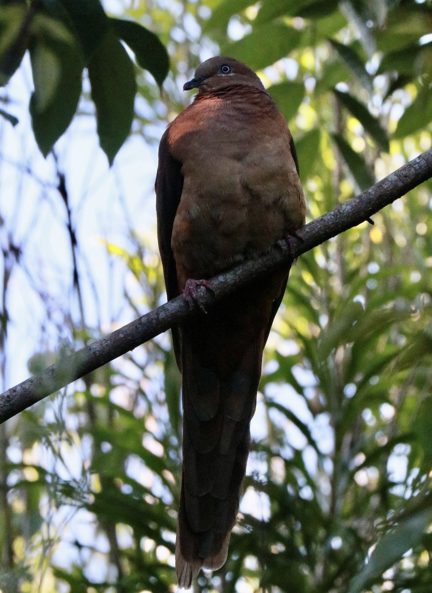 Maronentaube - ML645382777