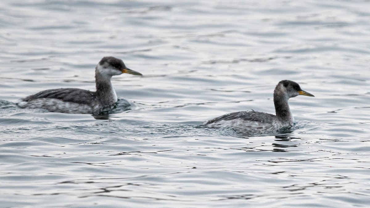 Red-necked Grebe - ML645382779