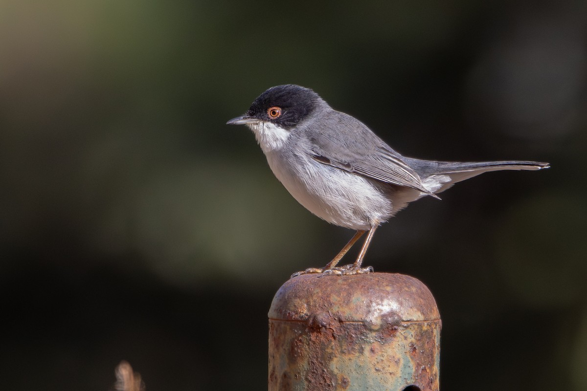 Sardinian Warbler - ML645382783