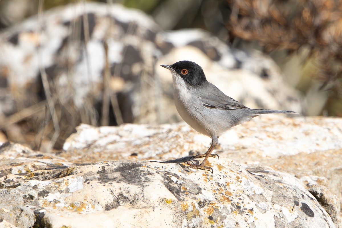 Sardinian Warbler - ML645382784