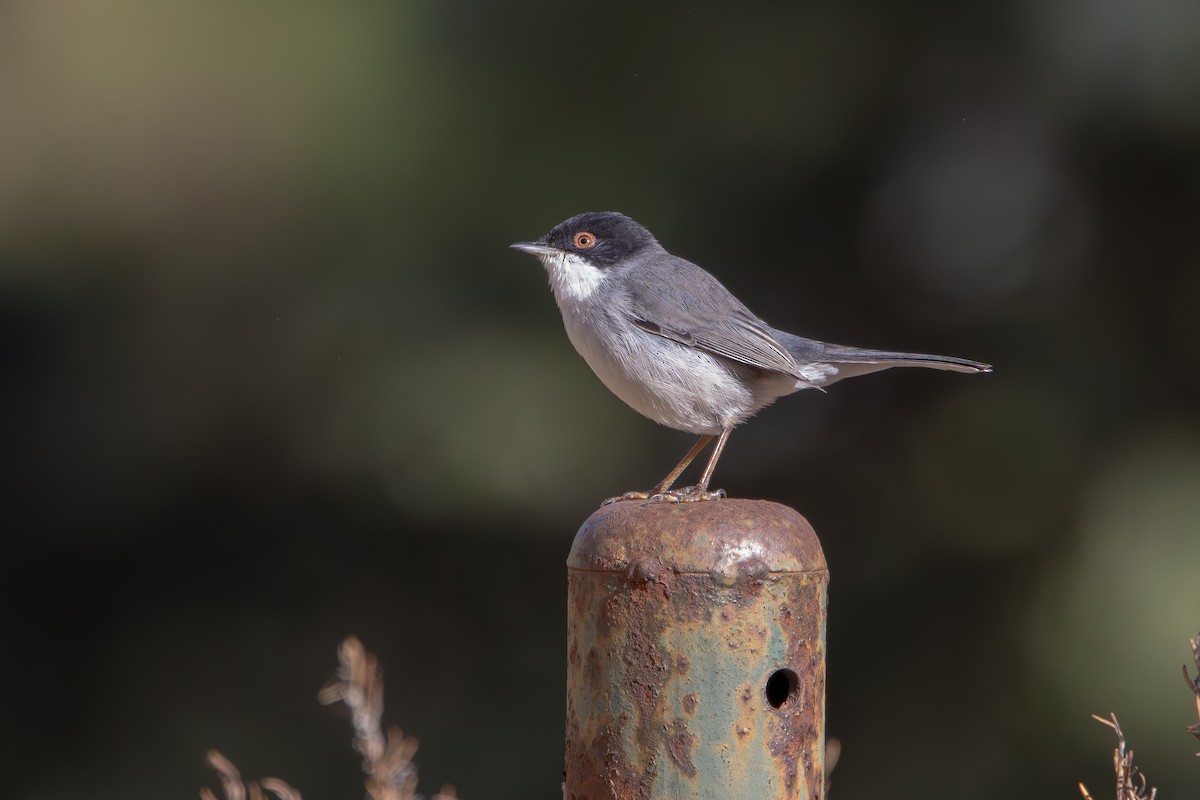 Sardinian Warbler - ML645382785
