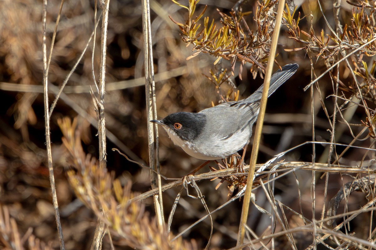 Sardinian Warbler - ML645382786