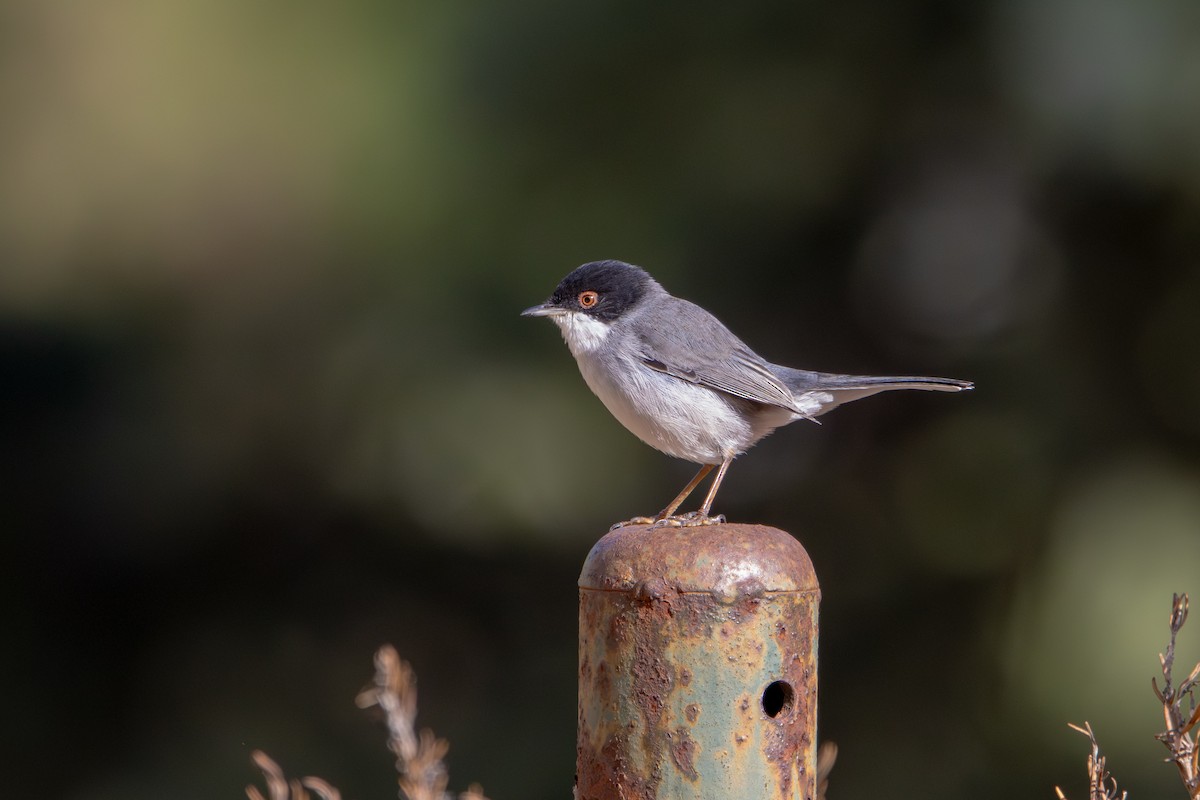 Sardinian Warbler - ML645382787
