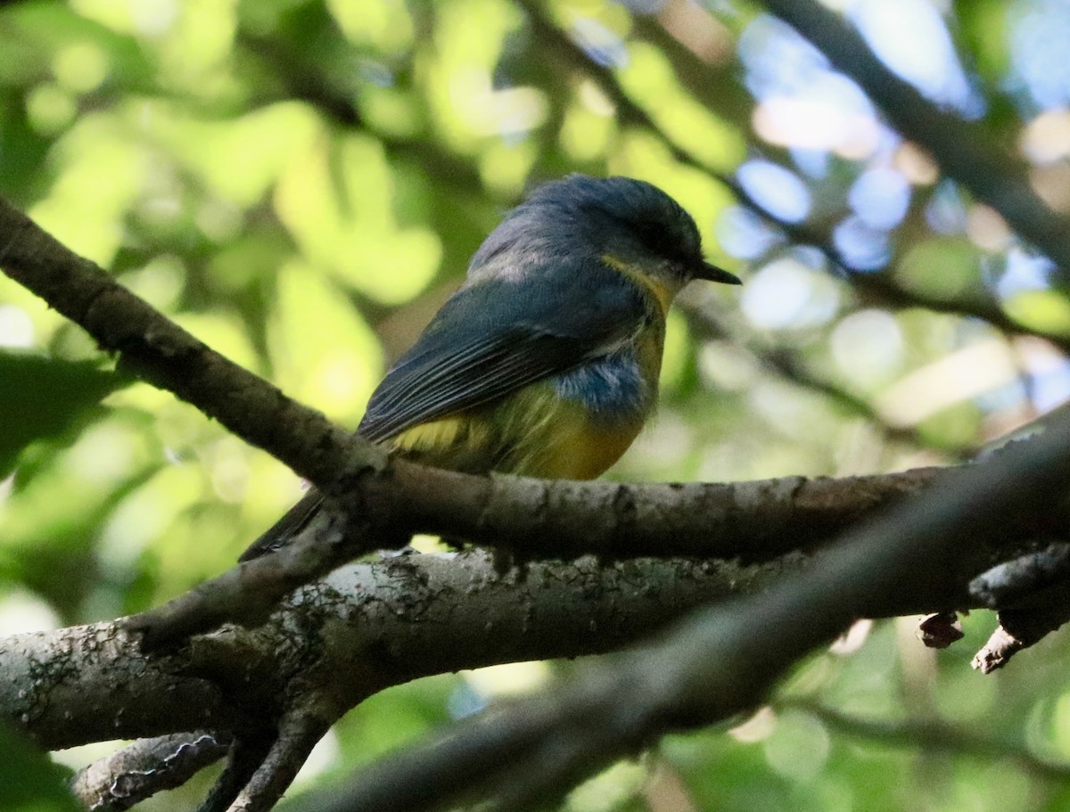 Doğulu Sarı Bülbül - ML645382788