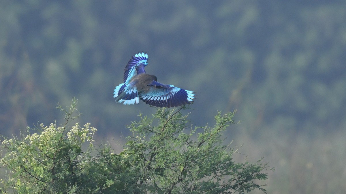 Indochinese Roller - ML645382789